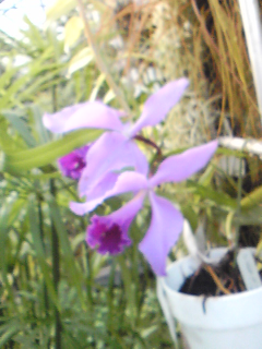 orchid1.png