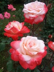 ２色咲きのバラ